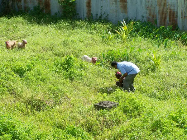 Jamaican Pitbulls