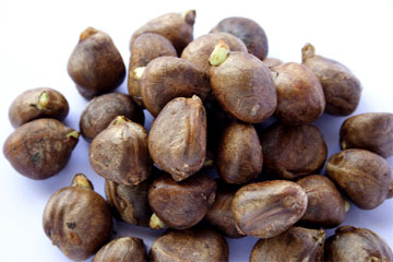 Breadnut Fruit