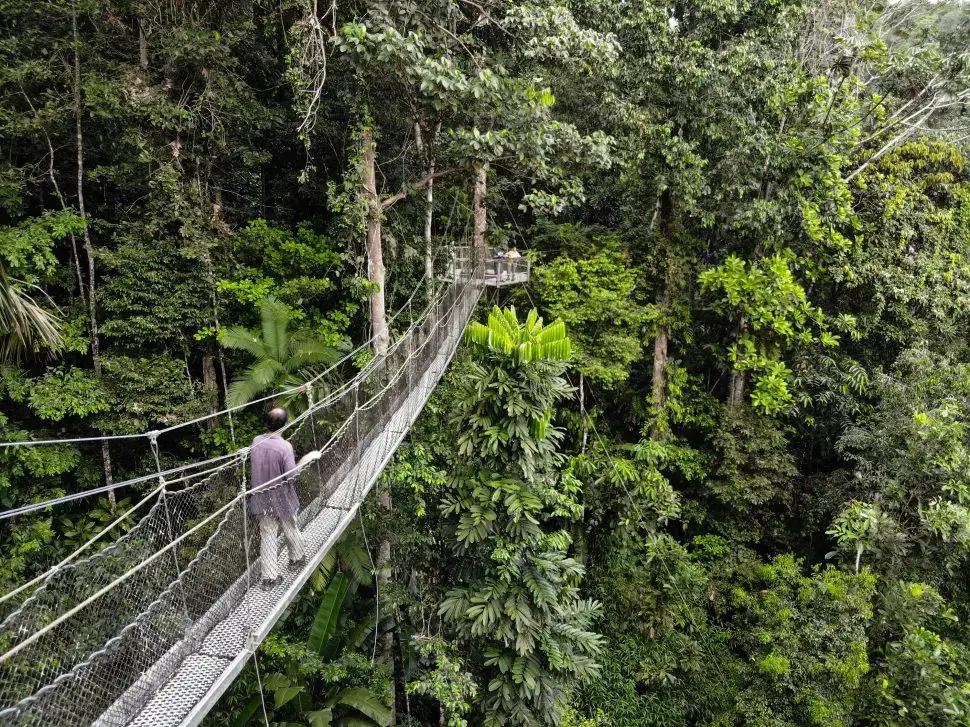 Canopy walkway