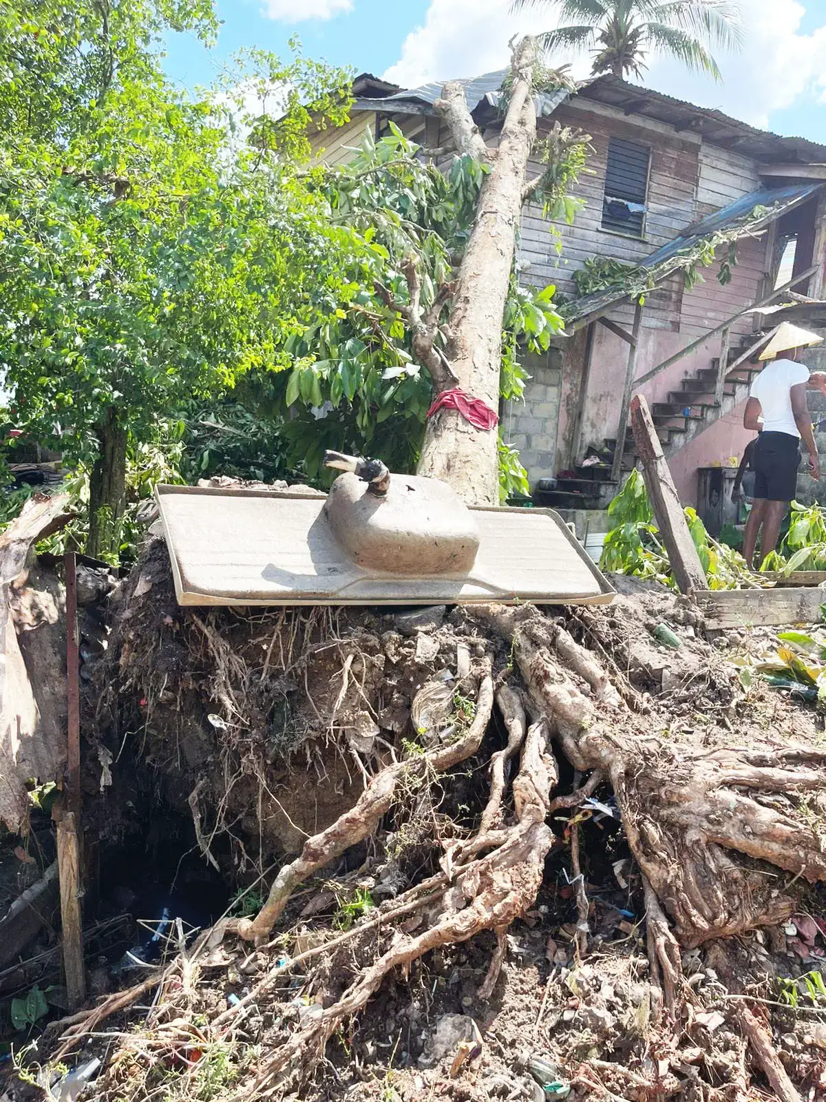 An uprooted tree fell on this house. (Jermaine Figueira’s Facebook page)