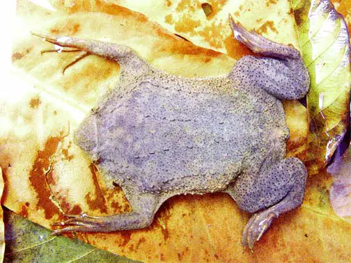 Suriname Toad - Stabroek News