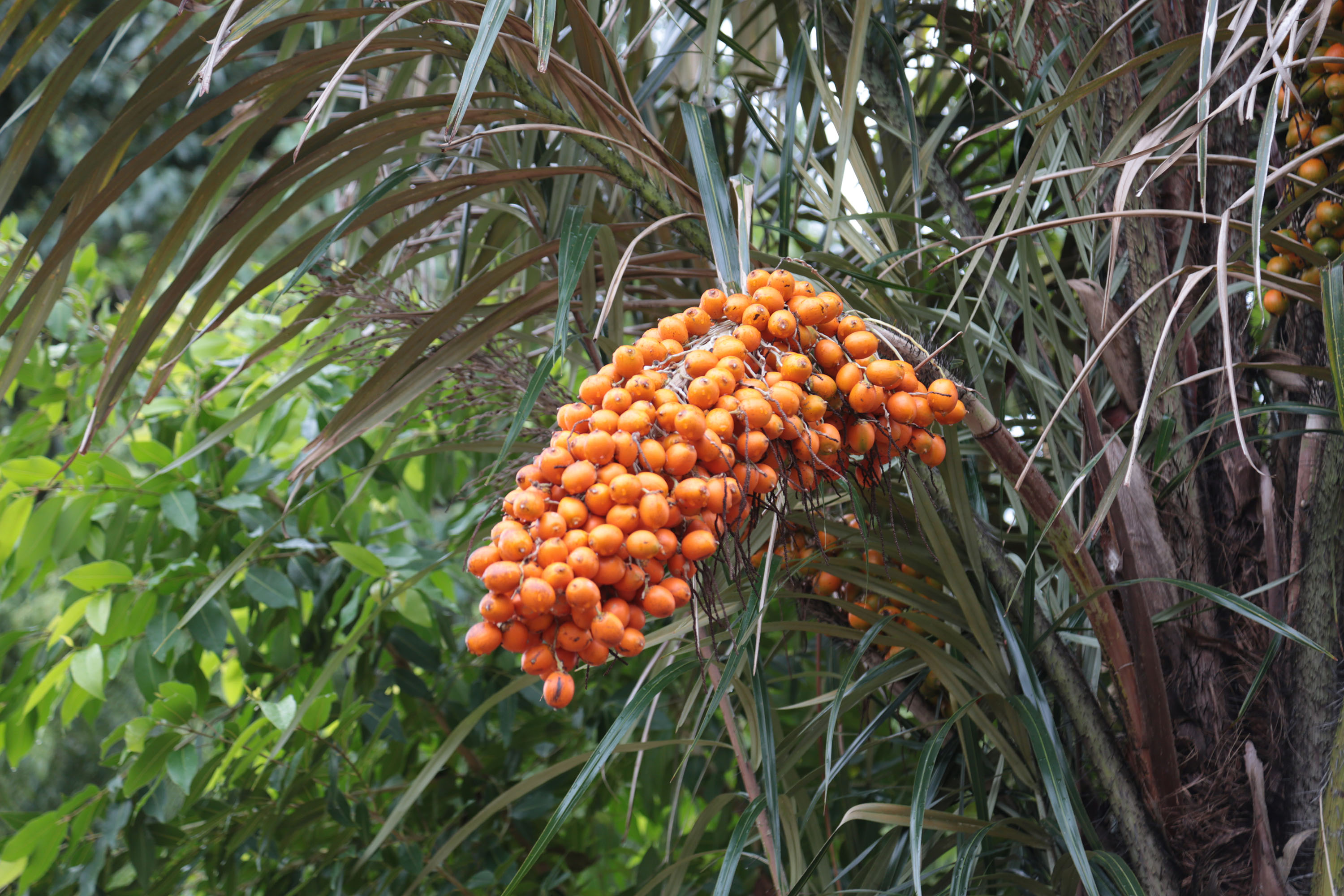 13-fascinating-uses-of-awara-palms-you-definitely-didn-t-know-about